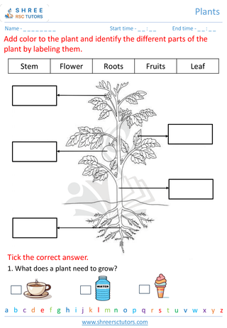 Grade 1  Science worksheet: Plants - Plants life