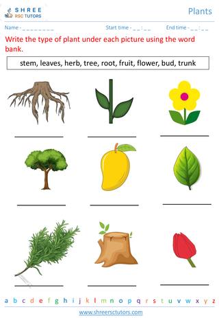 Grade 1  Science worksheet: Plants - Plants life