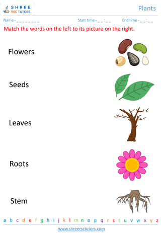 Grade 1  Science worksheet: Plants - Plants life