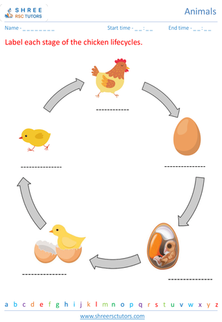 Grade 2  Science worksheet: Animals - Animal life cycle