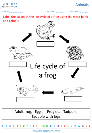 Grade 2  Science worksheet: Animals - Animal life cycle