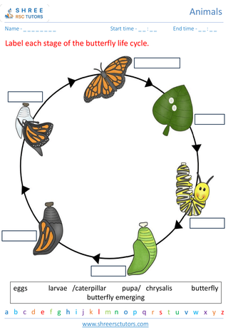 Grade 2  Science worksheet: Animals - Animal life cycle