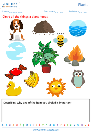 Grade 2  Science worksheet: Plants - Basic plant needs