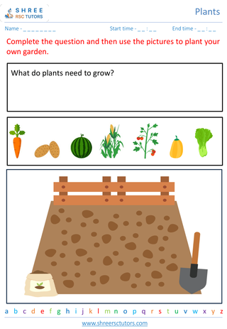 Grade 2  Science worksheet: Plants - Basic plant needs