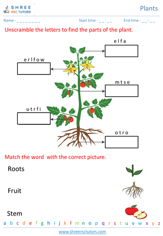 Grade 2  Science worksheet: Plants - Parts of a plant