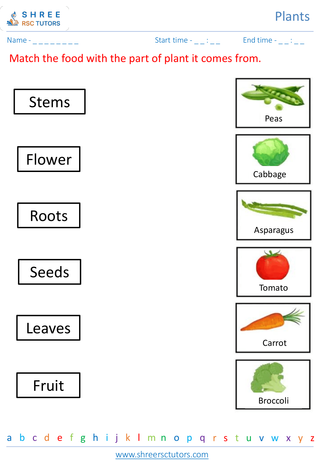 Grade 2  Science worksheet: Plants - Parts of a plant