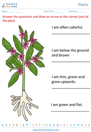 Grade 2  Science worksheet: Plants - Parts of a plant