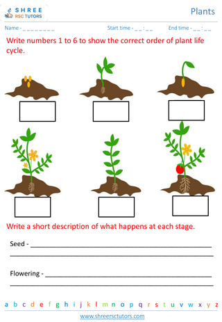 Grade 2  Science worksheet: Plants - Plant life cycle