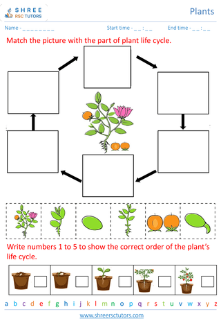 Grade 2  Science worksheet: Plants - Plant life cycle