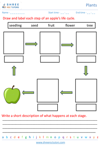 Grade 2  Science worksheet: Plants - Plant life cycle