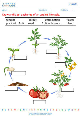 Grade 2  Science worksheet: Plants - Plant life cycle