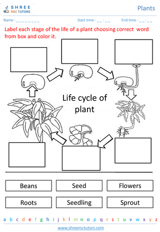 Grade 2  Science worksheet: Plants - Plant life cycle